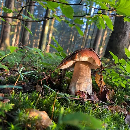 Stodola W Potoku - Luksusowa Otoczona Strumieniem Z Linia Brzegowa 120 M- Villa